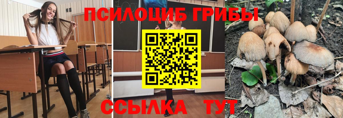 Галлюциногенные грибы Psilocybine cubensis  Вход с VPN  Мурино 